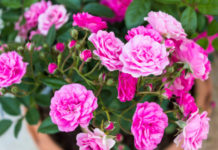 Camelia 707 0 033 Camelia_ok